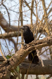 Groove-billed Ani