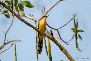 Mangrove Cuckoo