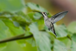 Plain-capped Starthroat