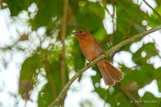 Red-crowned Ant-Tanager