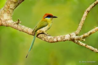 Russet-crowned Motmot