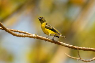 Scrub Euphonia