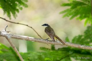 Social Flycatcher