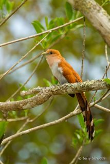 Squirrel Cuckoo
