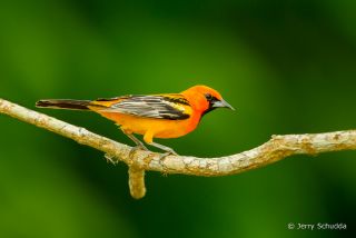 Streak-backed Oriole
