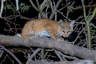 Bobcat