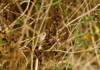 White-bellied Wren