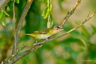 Yellow-green Vireo