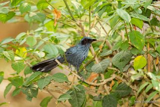 Blue Mockingbird