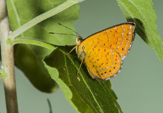 Arizona Metalmark