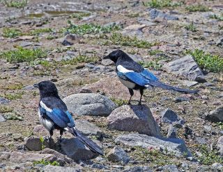 Black-billed Magpie-Jay