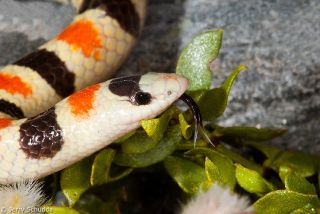 Western Shovel-nosed Snake