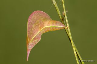 Cloudless Sulphur