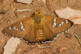 Dull Firetip