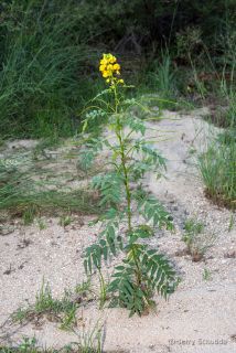 Long-pod Senna