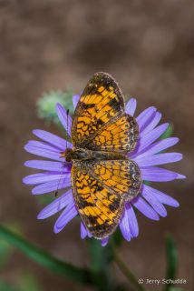 Pearl Crescent