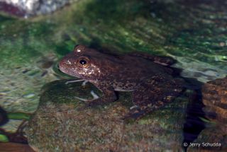Tarahumara Frog
