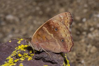 Tropical Buckeye