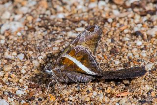 White-striped Longtail