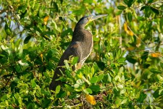 Bare-throated Tiger-Heron
