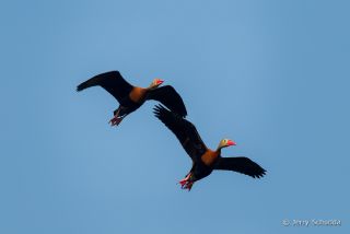 Black-bellied Whistling-Duck