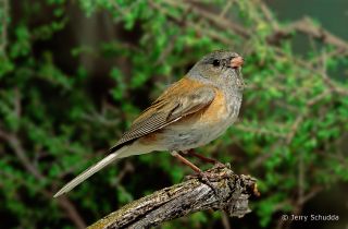 Dark-eyed Junco