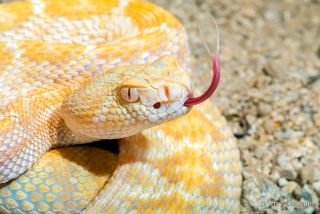 Leucistic Western Diamondback Rattlesnake 