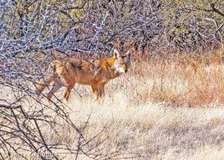 Coyote