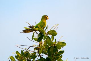 Orange fronted Parakeet