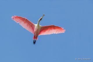 Roseate Spoonbill