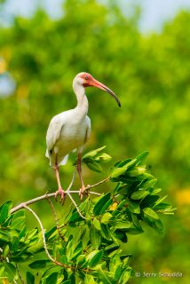 White Ibis
