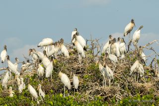 Wood Stork 
