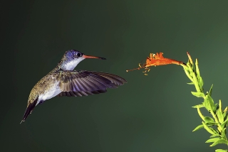Violet-crowned Hummingbird 5