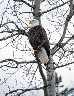 American Bald Eagle