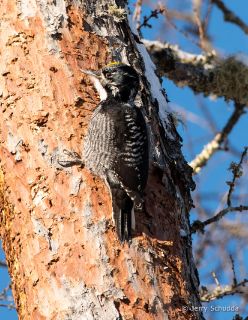 American Three-toed Woodpecker