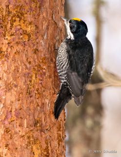 Black-backed Woodpecker
