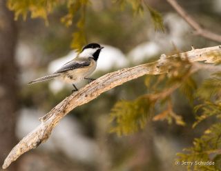 Black-capped Chickadee