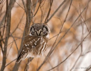 Boreal Owl