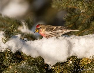 Common Redpoll