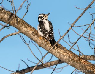 Downy Woodpecker