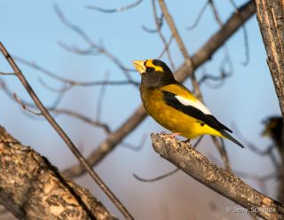 Evening Grosbeak