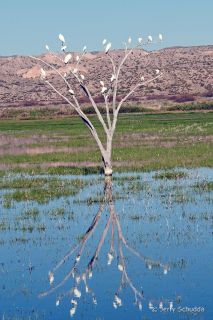 Great & Snowy Egrets