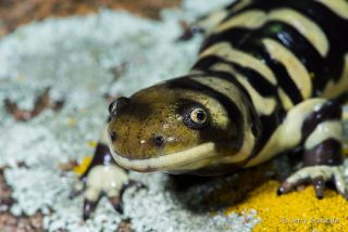 Barred Tiger Salamander