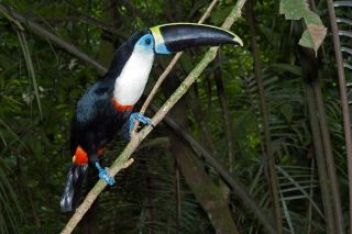 Cuvier's Toucan