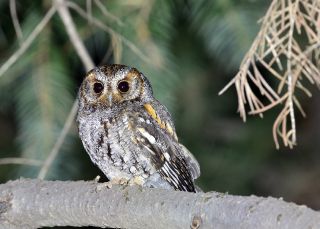Flammulated Owl 