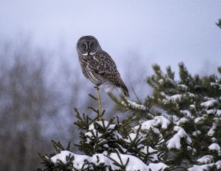 Great Gray Owl