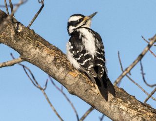 Hairy Woodpecker