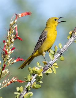 Hooded oriole