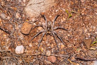Invertebrates