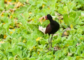 Wattled Jacana